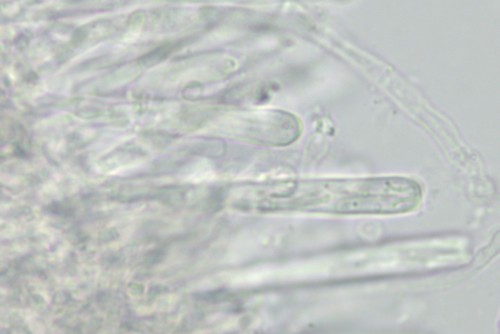 Orbilia rosea - 