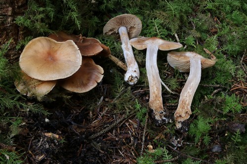 Cortinarius suberi - 