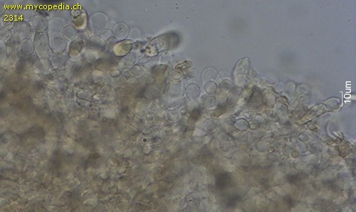 Psathyrella spadiceogrisea - HDS - 