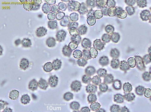 Ripartites tricholoma - Sporen - Wasser  - 