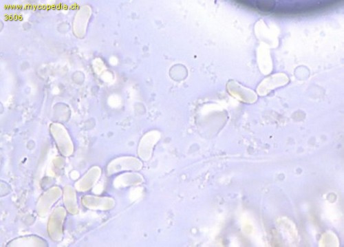 Hydropodia subalpina - Sporen - Wasser  - 