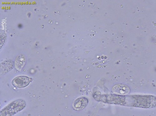 Hygrophorus olivaceoalbus - Sporen - 