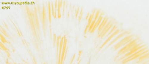Russula turci - Sporenabwurf / Sporenfarbe - 