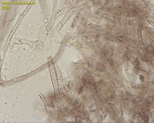 Tricholoma basirubens - 