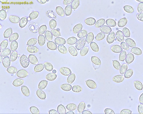 Cantharellus tubaeformis - Sporen - 