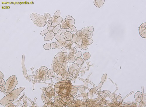 Echinoderma echinaceum - 