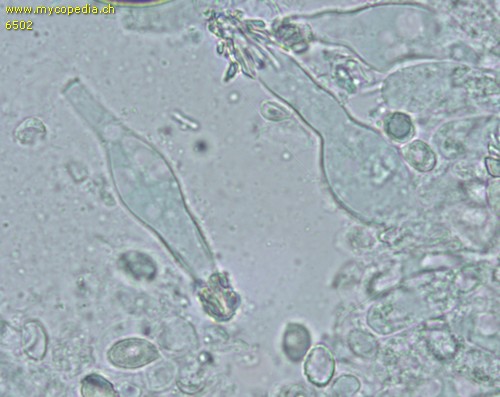 Melanoleuca grammopodia - Cheilozystiden - 