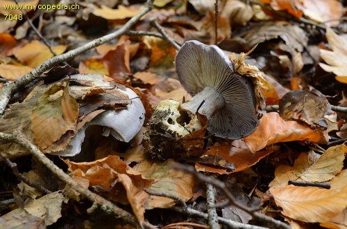 Cortinarius caerulescens - 
