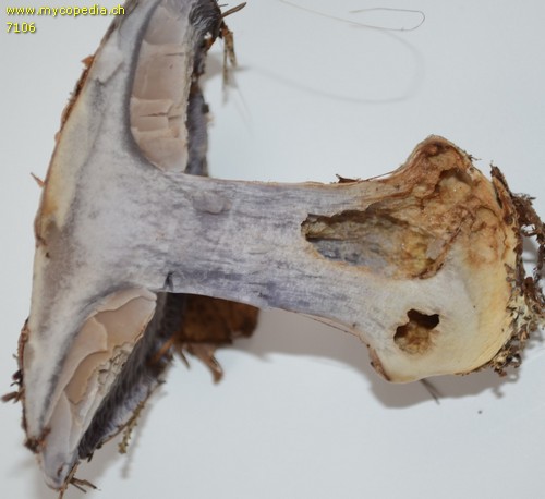 Cortinarius caerulescens - 