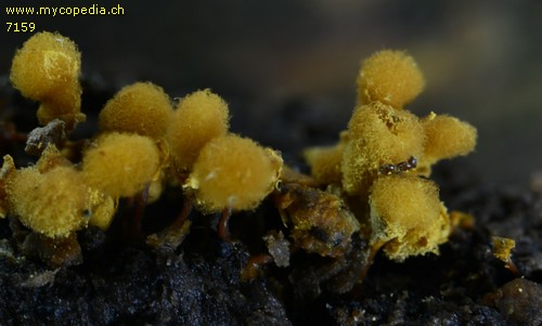 Hemitrichia calyculata - 