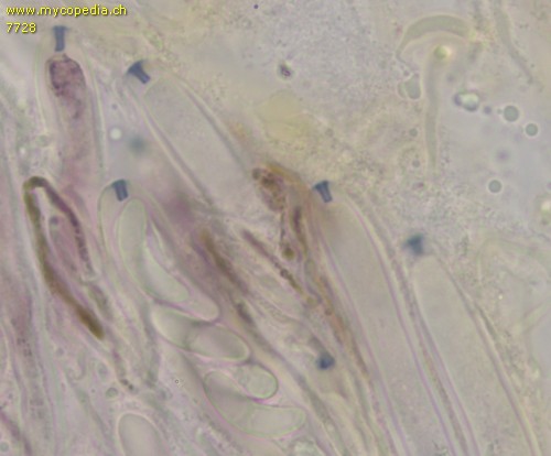 Sclerotinia echinophila - 
