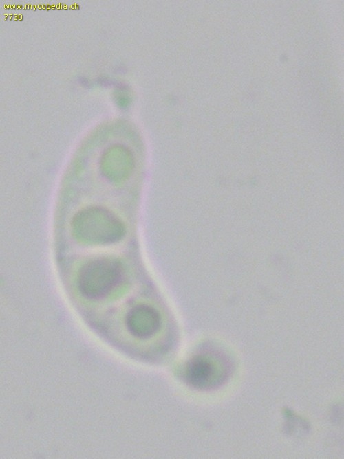 Sclerotinia echinophila - Sporen - 