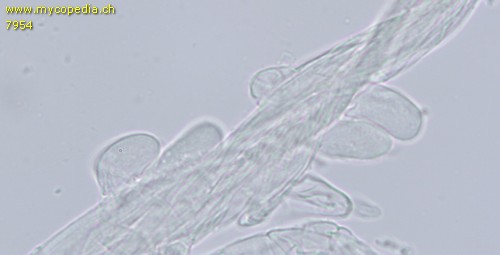 Pholiotina utricystidiata - Pileozystiden - 
