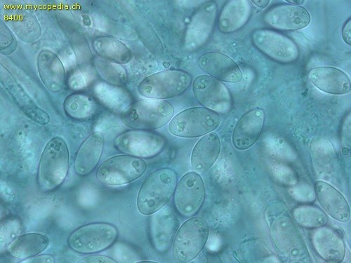 Sclerotinia trifoliorum - Sporen - Patentblau  - 