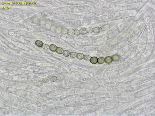 Trichoderma gelatinosum - 