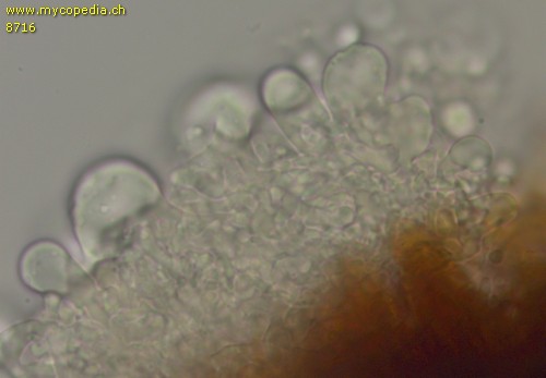 Fuscoporia ferruginosa - Basidien - 