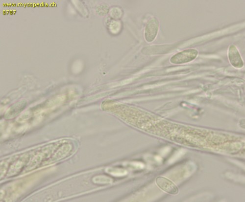 Phaeohelotium carneum - 