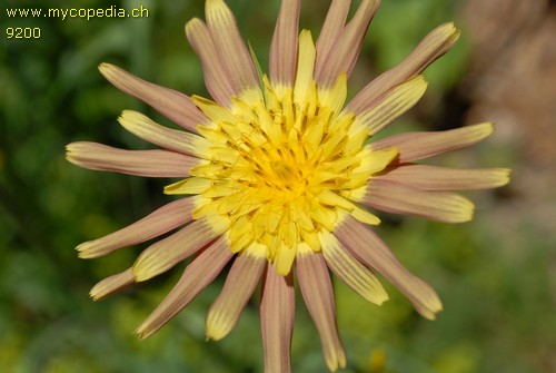 Tragopogon cf pratensis (verschwunden) - 