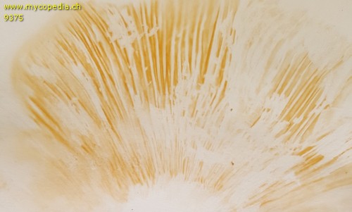 Russula carpini - Sporenabwurf / Sporenfarbe - 