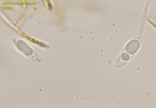Phaeohelotium fulvidulum - 