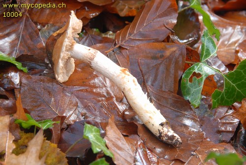 Cortinarius vulpinus - 