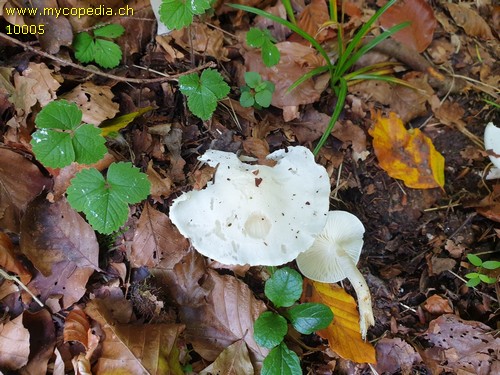 Hygrophorus eburneus var. cossus - 