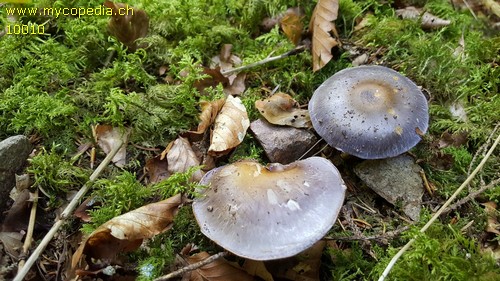 Cortinarius salor - 