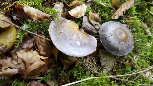 Cortinarius salor - 