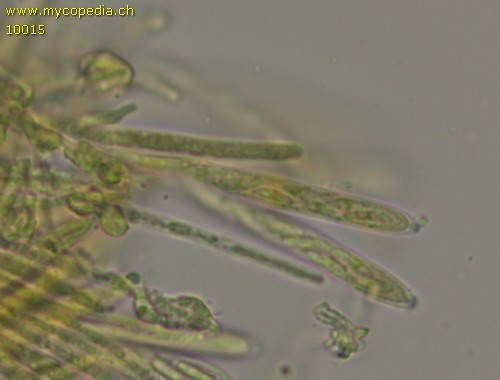 Chlorociboria aeruginascens - 