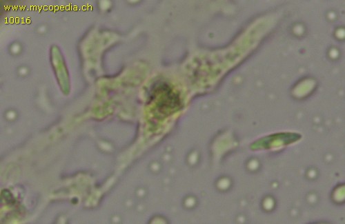 Chlorociboria aeruginascens - 