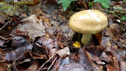 Cortinarius olidus - 