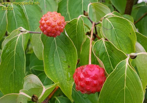 Cornus kousa - 