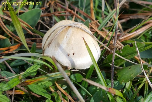 Agaricus comtulus - 