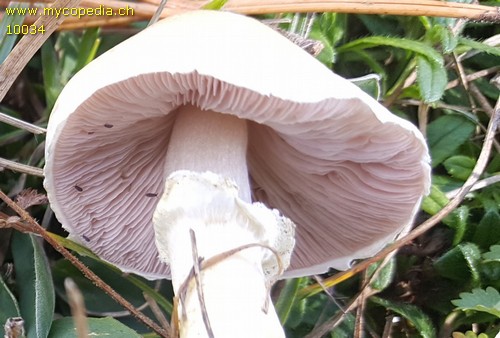 Agaricus comtulus - 