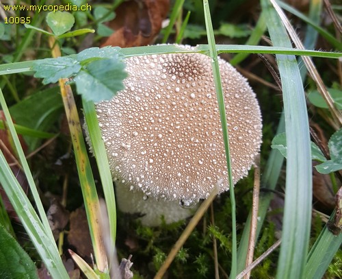 Lycoperdon excipuliforme - 