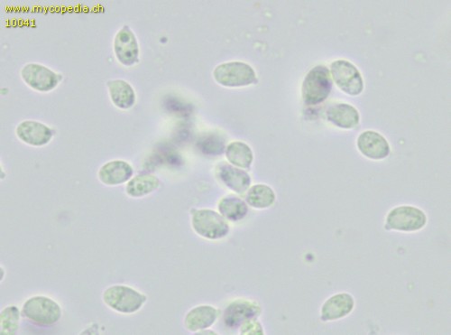 Clitocybe rivulosa - 