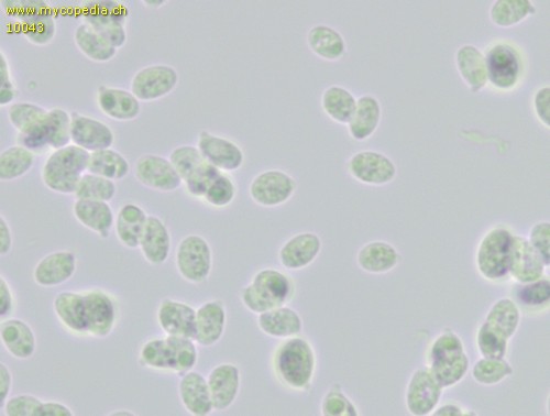 Clitocybe quisquiliarum - 