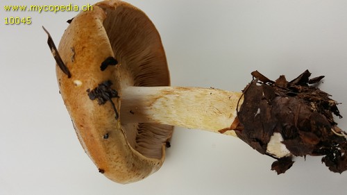 Cortinarius olidus - 