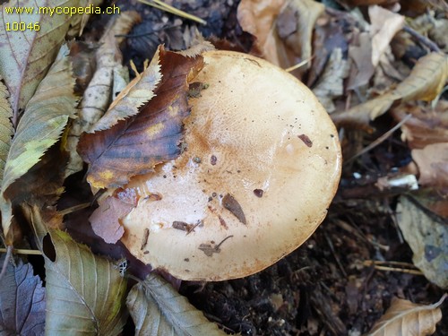 Cortinarius olidus - Hutoberflche - 