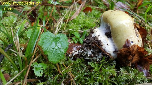 Cortinarius anserinus - 