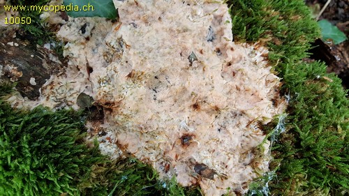 Physisporinus vitreus - 