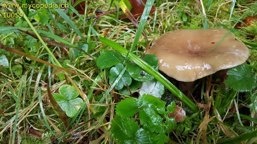 Lactarius albocarneus - 