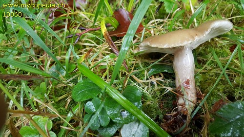 Lactarius albocarneus - 