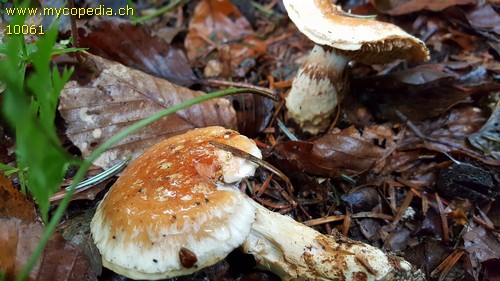 Cortinarius vulpinus - 