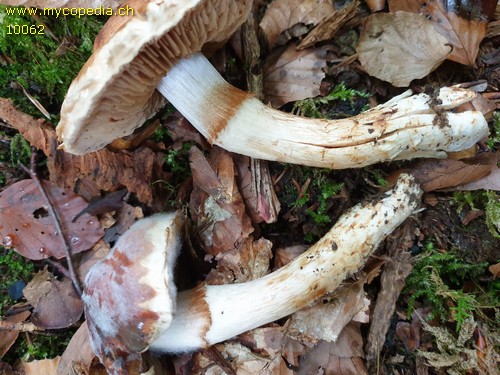 Cortinarius vulpinus - 