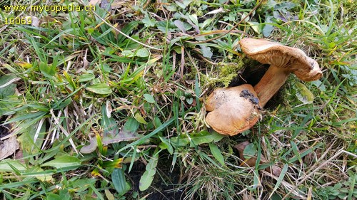 Cortinarius urbicus - 