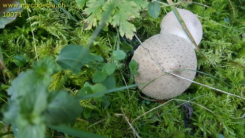 Lycoperdon excipuliforme - 