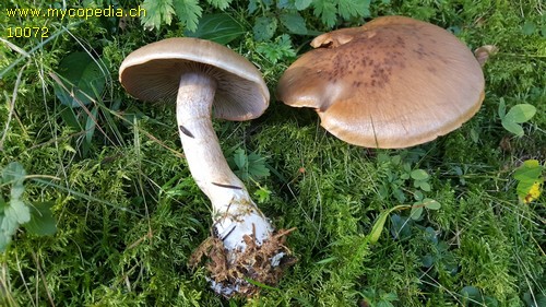 Cortinarius diabolicus - 