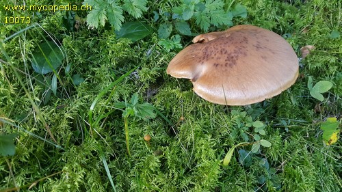 Cortinarius diabolicus - 