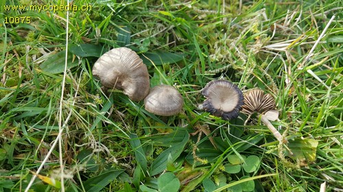 Entoloma sericeum - 